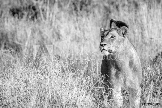 Picture of A female Lion walking in the grass